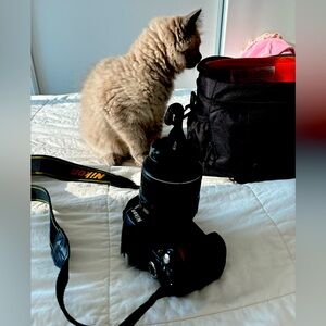 NIKON D60 digital camera 📸 for sale